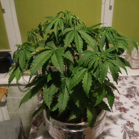 🌱Auto Gagarin 🌱 growlog photo