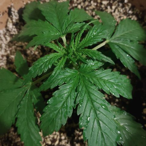 🌱Auto Gagarin 🌱 growlog timeline photo