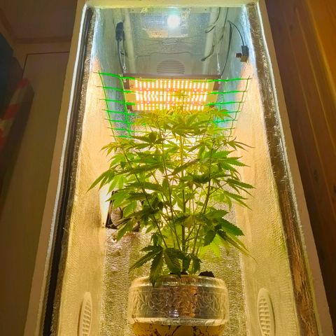 🌱Auto Gagarin 🌱 growlog photo: новый GrowBox для bloom