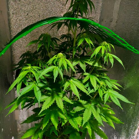 🌱Auto Gagarin 🌱 growlog photo: новый GrowBox з новим світлом.
перший мобільний бокс