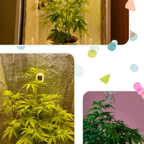 🌱Auto Gagarin 🌱 growlog photo: новый GrowBox з новим світлом.
перший мобільний бокс