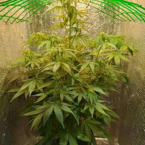 🌱Auto Gagarin 🌱 growlog photo: красотка