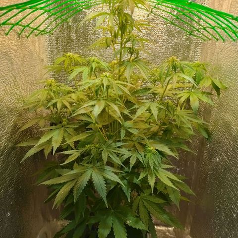 🌱Auto Gagarin 🌱 growlog photo: красотка