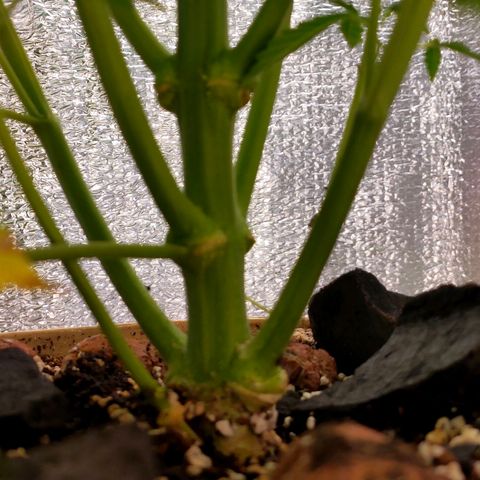 🌱Auto Gagarin 🌱 growlog photo: красуня росте)) 