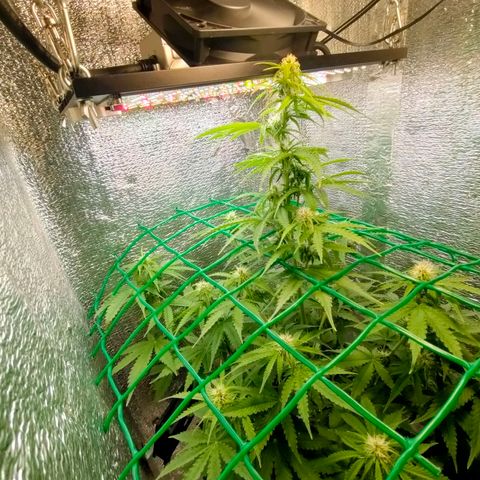 🌱Auto Gagarin 🌱 growlog photo: красуня росте)) 