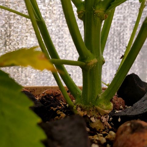 🌱Auto Gagarin 🌱 growlog photo: красуня росте)) 