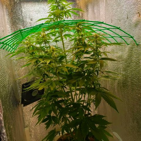 🌱Auto Gagarin 🌱 growlog photo: красуня росте)) 