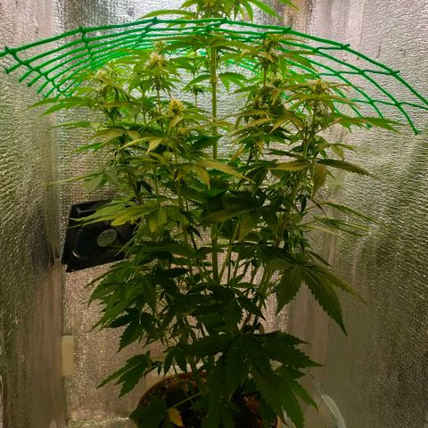 🌱Auto Gagarin 🌱 growlog photo: красуня росте)) 