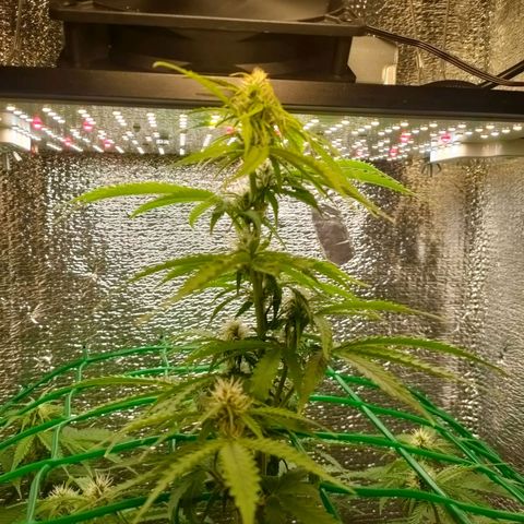 🌱Auto Gagarin 🌱 growlog timeline photo