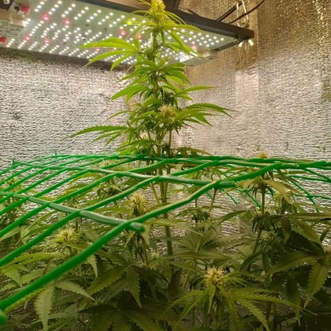 🌱Auto Gagarin 🌱 growlog timeline photo
