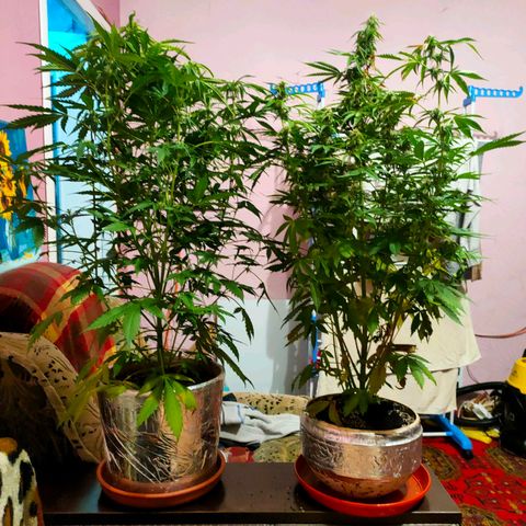 🌱Auto Gagarin 🌱 growlog timeline photo