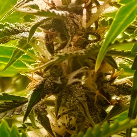 🌱Auto Gagarin 🌱 growlog photo: квітне квітка) 