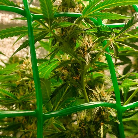 🌱Auto Gagarin 🌱 growlog photo: квітне квітка) 