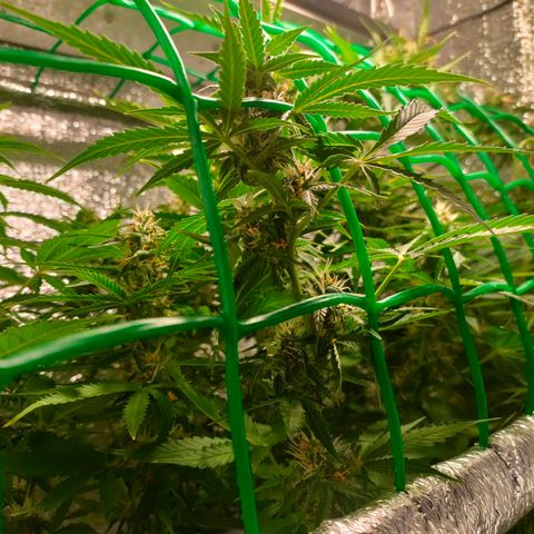 🌱Auto Gagarin 🌱 growlog photo: квітне квітка) 