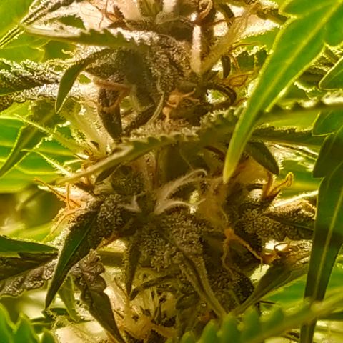 🌱Auto Gagarin 🌱 growlog photo: квітне квітка) 