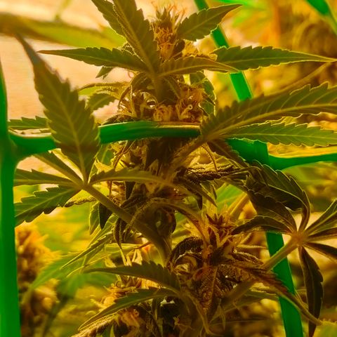 🌱Auto Gagarin 🌱 growlog photo: квітне квітка) 