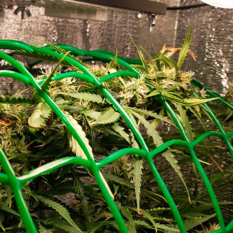 🌱Auto Gagarin 🌱 growlog photo: квітне квітка) 