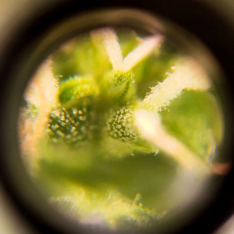 🌱Auto Gagarin 🌱 growlog timeline photo