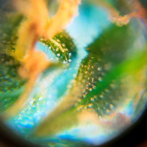 🌱Auto Gagarin 🌱 growlog photo: ×60