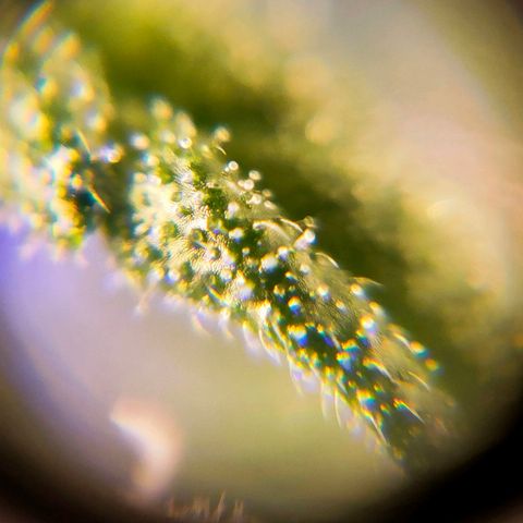 🌱Auto Gagarin 🌱 growlog photo: ×60