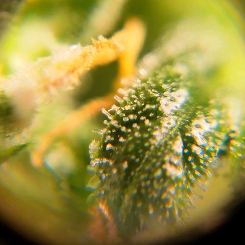 🌱Auto Gagarin 🌱 growlog photo: ×60