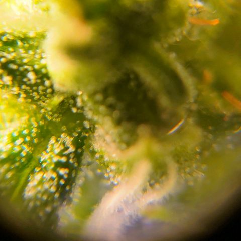 🌱Auto Gagarin 🌱 growlog photo: ×60