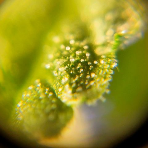 🌱Auto Gagarin 🌱 growlog photo: ×60
