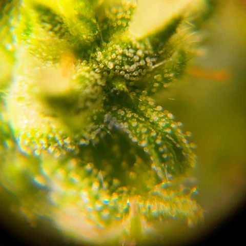 🌱Auto Gagarin 🌱 growlog photo: ×60