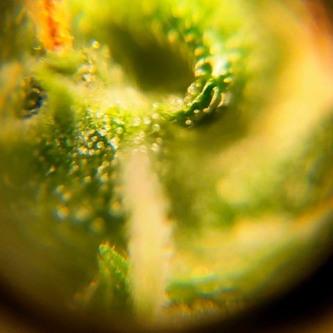 🌱Auto Gagarin 🌱 growlog photo: ×60