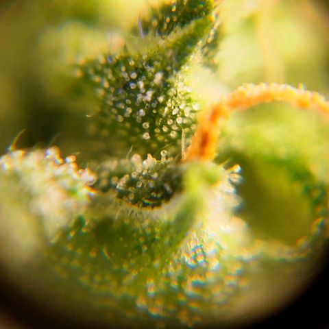 🌱Auto Gagarin 🌱 growlog photo: ×60