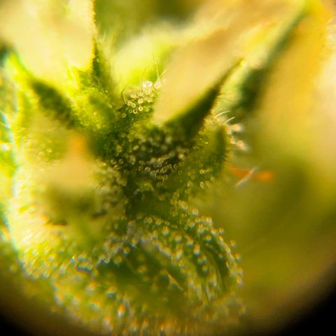 🌱Auto Gagarin 🌱 growlog photo: ×60
