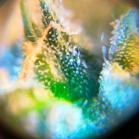 🌱Auto Gagarin 🌱 growlog photo: ×60