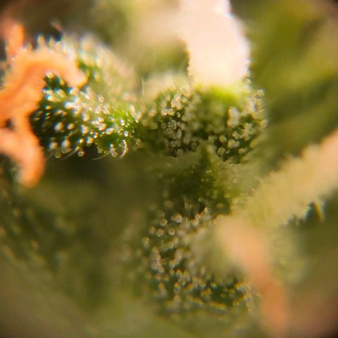 🌱Auto Gagarin 🌱 growlog photo: ×60