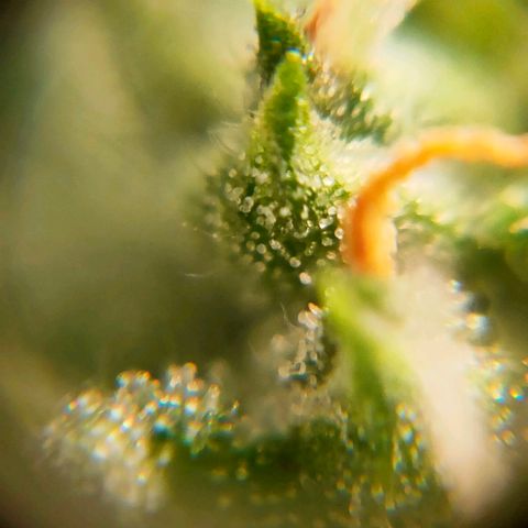 🌱Auto Gagarin 🌱 growlog photo: ×60