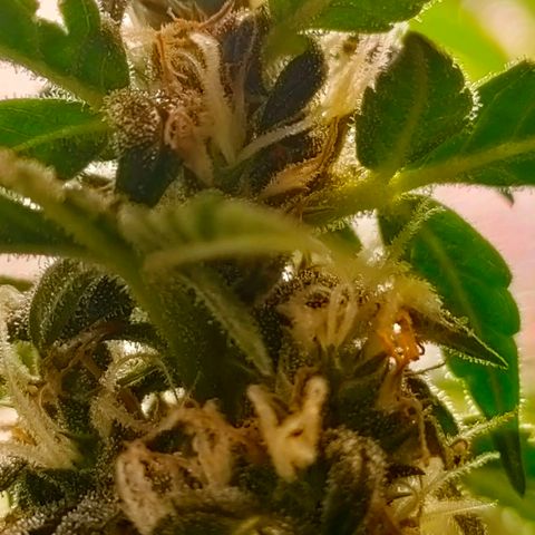 🌱Auto Gagarin 🌱 growlog photo: ×60