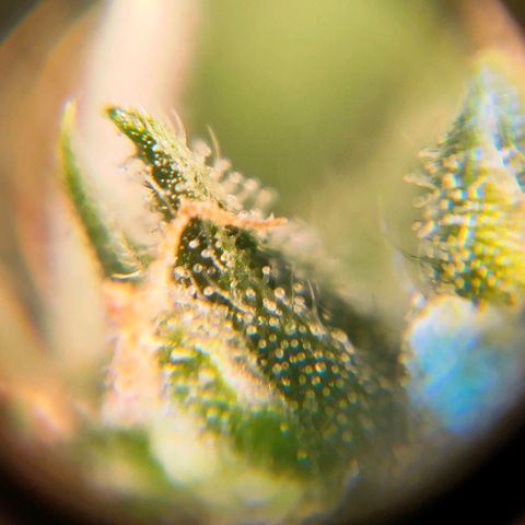 🌱Auto Gagarin 🌱 growlog photo: ×60