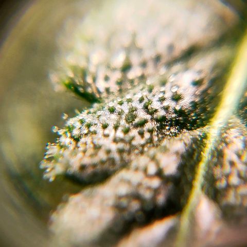 🌱Auto Gagarin 🌱 growlog photo: ×60