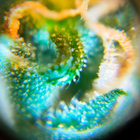 🌱Auto Gagarin 🌱 growlog photo: ×60