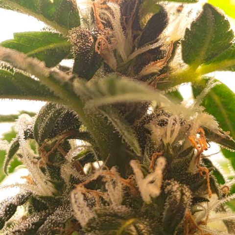 🌱Auto Gagarin 🌱 growlog photo: ×60