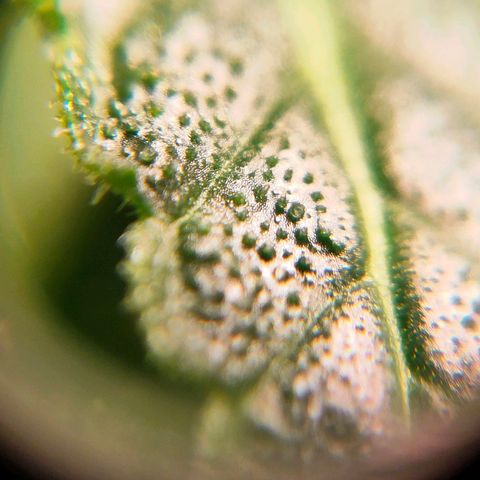 🌱Auto Gagarin 🌱 growlog photo: ×60