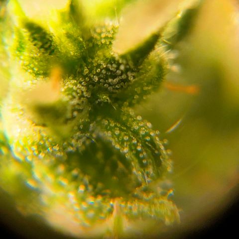🌱Auto Gagarin 🌱 growlog timeline photo