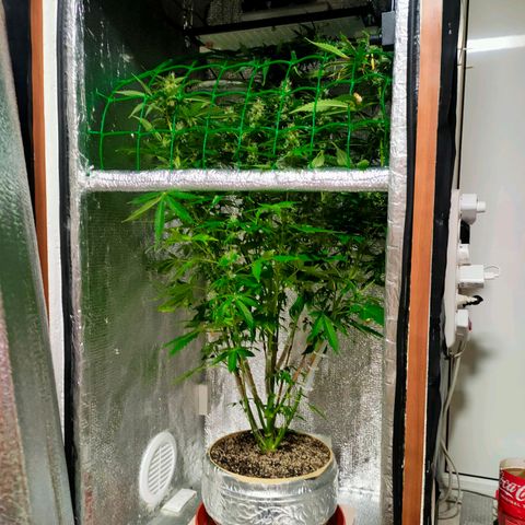 🌱Auto Gagarin 🌱 growlog photo: квітне))
запах сильний дуже, фільтр більш менш дує запах 