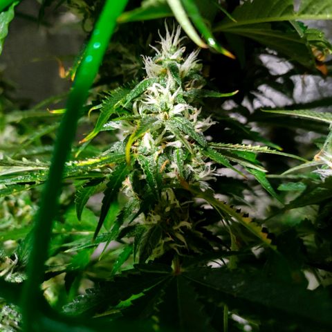 🌱Auto Gagarin 🌱 growlog photo: квітне))
запах сильний дуже, фільтр більш менш дує запах 