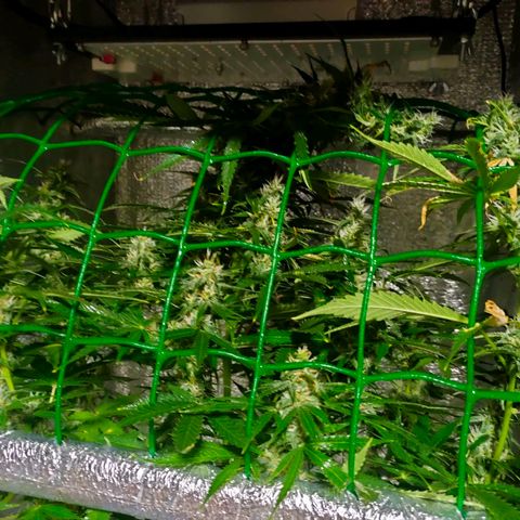 🌱Auto Gagarin 🌱 growlog photo: квітне))
запах сильний дуже, фільтр більш менш дує запах 