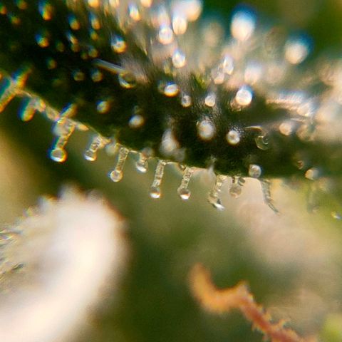 🌱Auto Gagarin 🌱 growlog photo: zoom x60