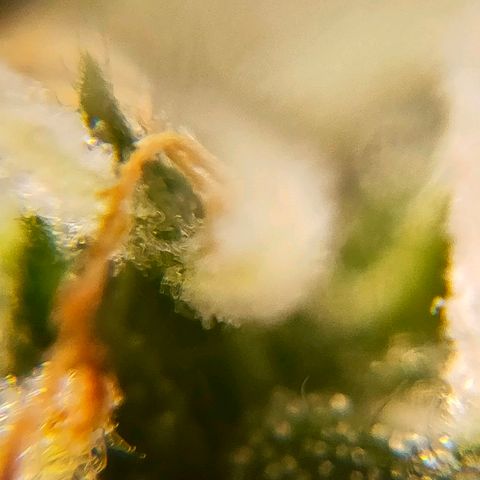 🌱Auto Gagarin 🌱 growlog photo: zoom x60
