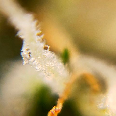 🌱Auto Gagarin 🌱 growlog photo: zoom x60