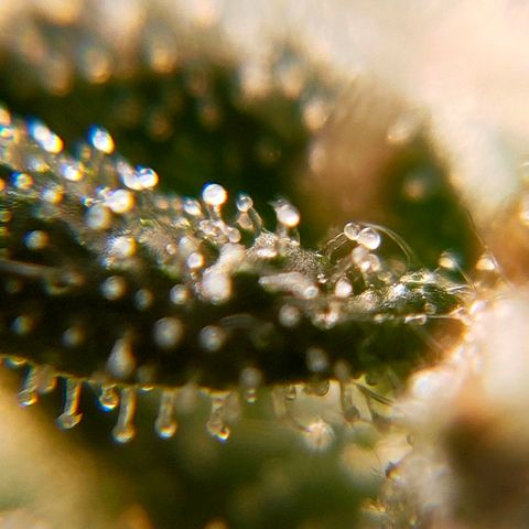 🌱Auto Gagarin 🌱 growlog photo: zoom x60