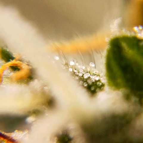 🌱Auto Gagarin 🌱 growlog photo: zoom x60