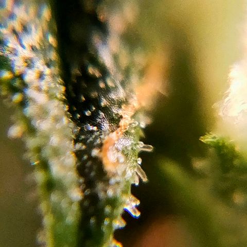 🌱Auto Gagarin 🌱 growlog photo: zoom x60